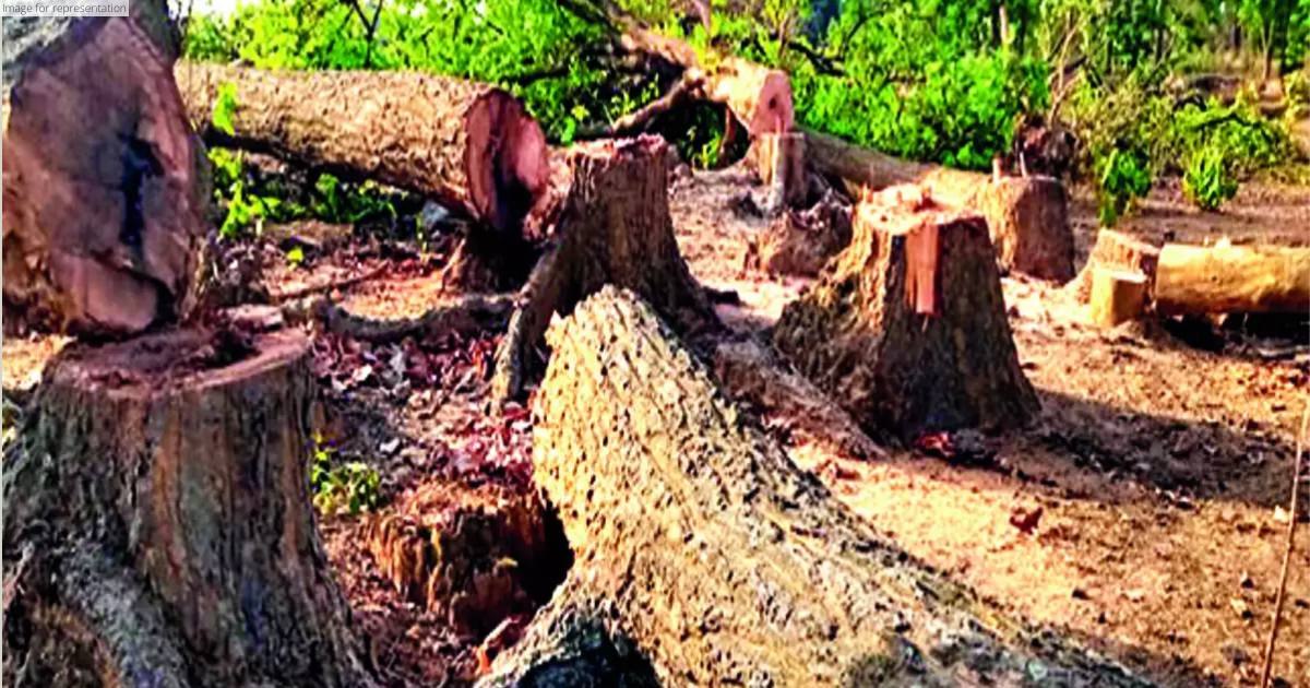 Plea alleges cutting of 5 lakh trees for mining in Chhattisgarh, SC seeks response